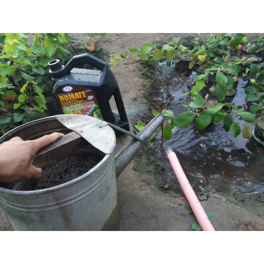 Phân bón Humic Humate vi lượng hữu cơ phục hồi cây ra rễ mạnh PB10