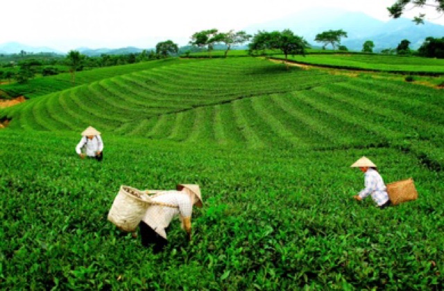 Trà Thái Nguyên 500g