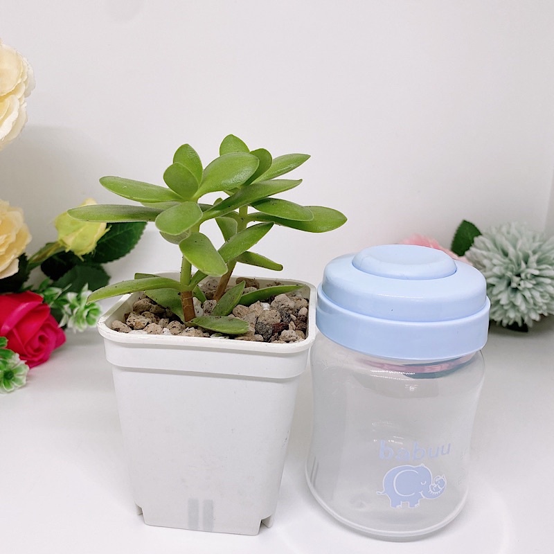 Bình trữ sữa BaBuu baby Nhật Bản
