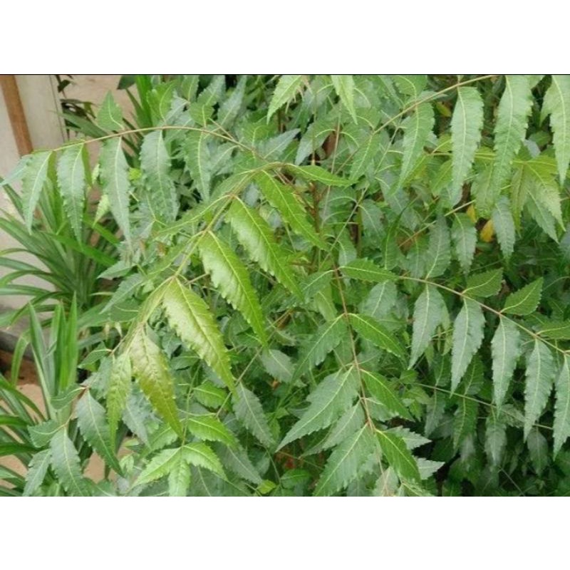Cây Sầu Đâu Giống