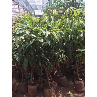 CÂY GIỐNG VẢI KHÔNG HẠT (chuẩn giống cây trồng)