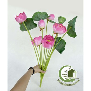 Bụi hoa sen Thái cao cấp - bụi gồm 6 bông sen lớn - cao 80cm