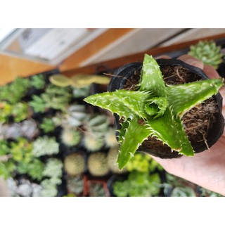 Sen đá hàm cá mập Aloe juvenna “Tiger Tooth Aloe”