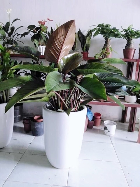 Chậu cây Trầu Bà Đế Vương Xanh-Đỏ cỡ lớn để trang trí shop, cửa hàng, nhà, phòng khách đẹp