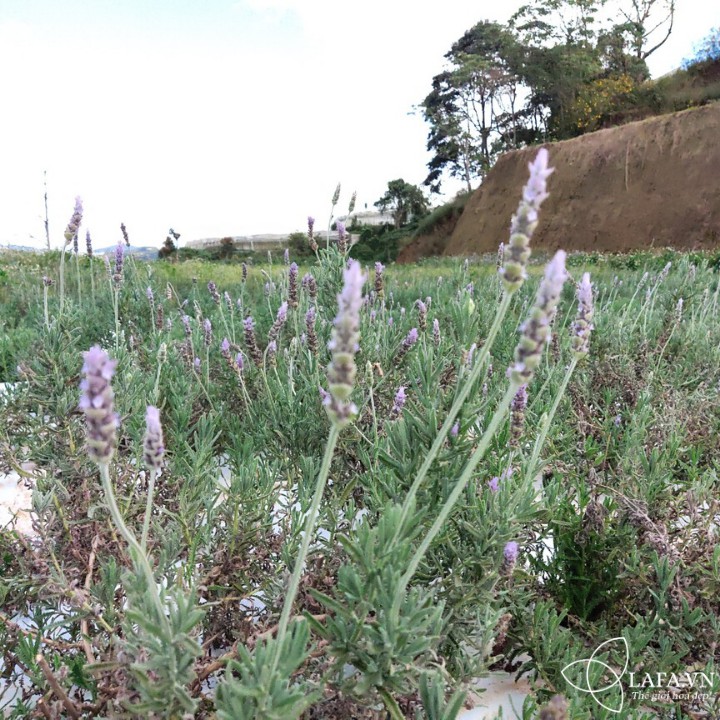 Cây hoa lavender hoa màu tím - cây khỏe giống dentata