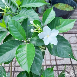 Cây hoa lài tây đang hoa.