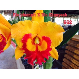 Hoa Lan Cattleya Cây trưởng thành - mặt hoa như hình