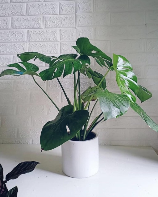 Trầu bà xẻ Montera giống thái lan chậu 3 cây size lá 20 đến 25cm