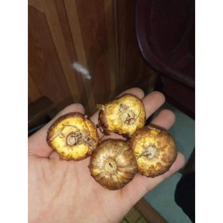 hạt giống củ hoa lay ơn nhiều màu