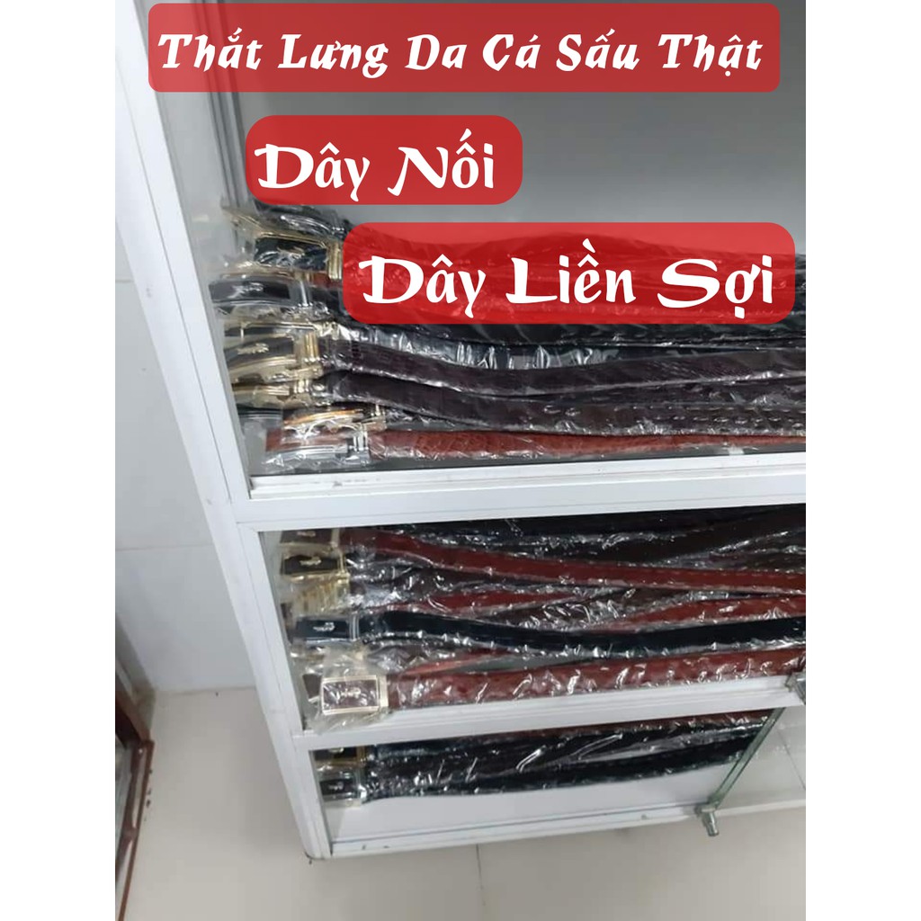 Thắt Lưng Da Cá Sấu Thật. Cá Sấu Gai Lưng (Thời Trang Cao Cấp) Kiểu Dây Liền Hoặc Nối (Full Box)