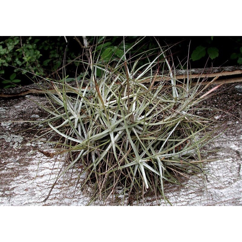 Cây Không Khí   Tillandsia Schiedeana “Minor”