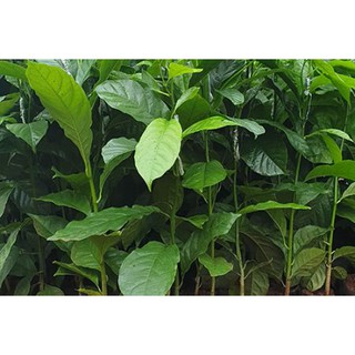 CÂY GIỐNG DỔI GHÉP