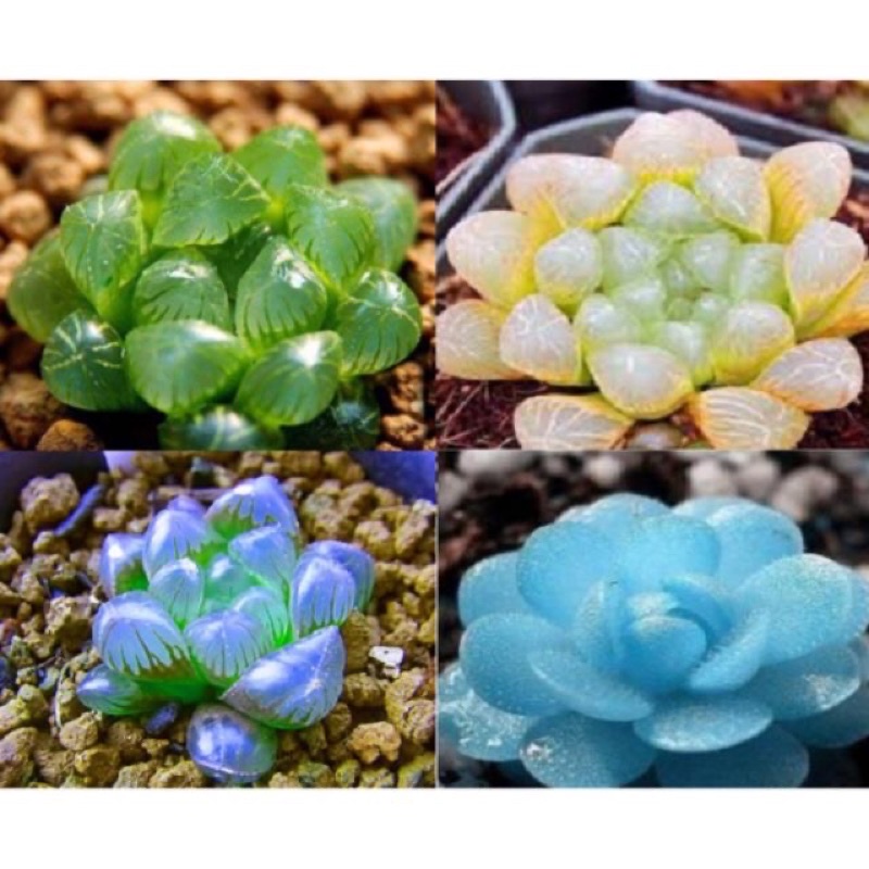 Gói 20 Hạt giống sen đá kim cương mix đủ màu sỉ 1k