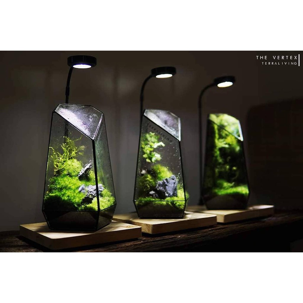 Bình thủy tinh terrarium tiểu cảnh 01