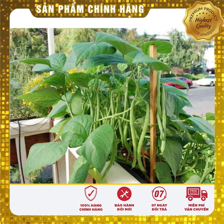 Hạt Giống Đậu Cove Lùn Ngon dễ trồng nhanh thu hoạch ( gói 50 gram )