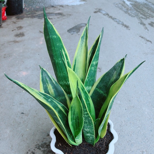 Chậu Lưỡi Hổ Hoàng Kim