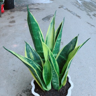 Chậu Lưỡi Hổ Hoàng Kim