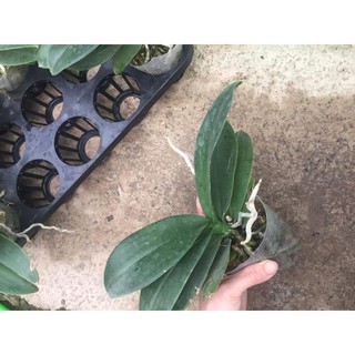 Hồ Điệp Mini cắt cành