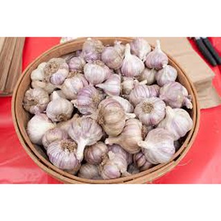 [FREE SHIP 99K]  Tỏi tía Bắc loại 1