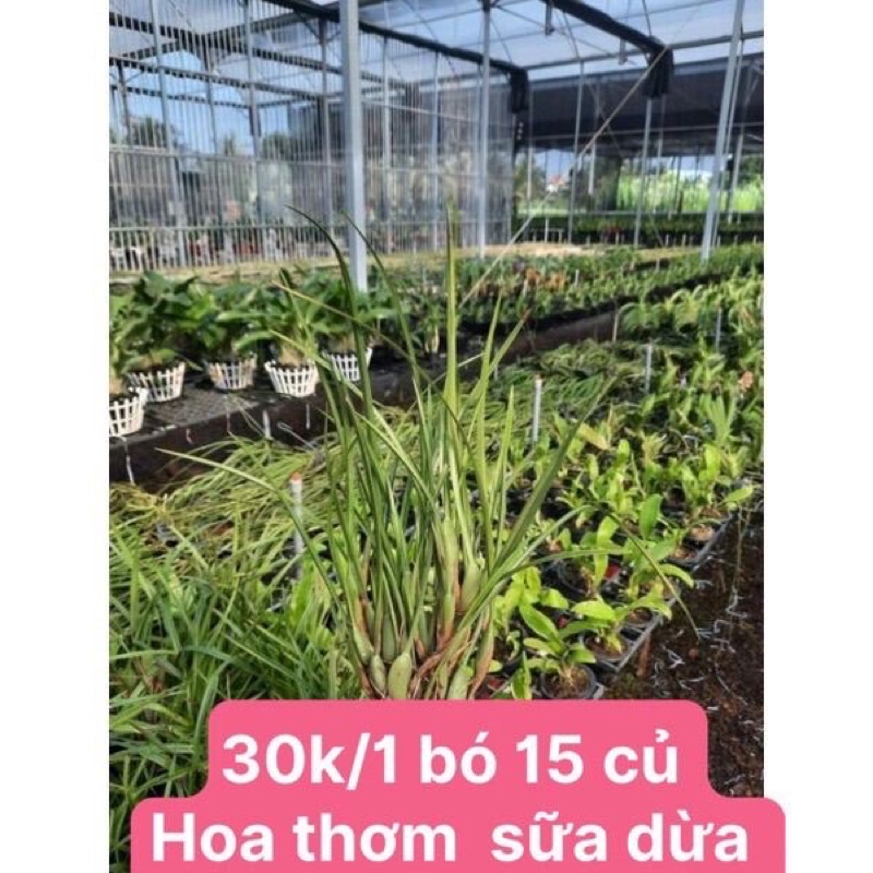Hoa lan Tóc Tiên Hương dừa Lan sỉ 25k