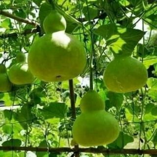 Hạt giống bầu hồ lô 5 hạt