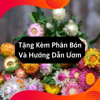 Combo 2 Gói Hạt Giống Hoa Cúc Bất Tử