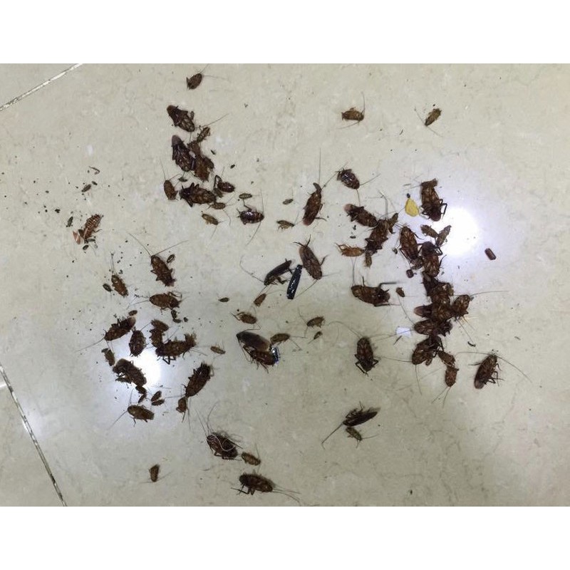 Thuốc diệt gián đức Gado bait/ thuốc diệt kiến Kado bait -  cockroaches bait - ant bait