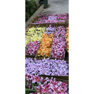 Combo hoa lá trang trí nhà