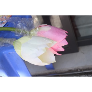 Hoa sen vải lụa bông lớn 22-25cm