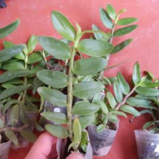 PHI ĐIỆP RỒNG LỬA ( Cây Giống )
