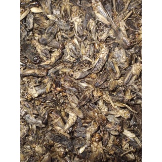 Dế sấy khô 100 gram cho vật nuôi ăn hamster sóc nhím kiểng...