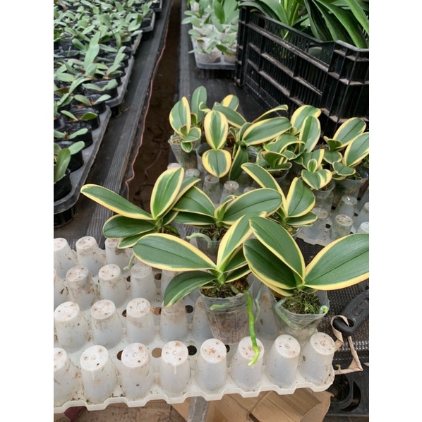 Lan hồ điệp lá biên size to