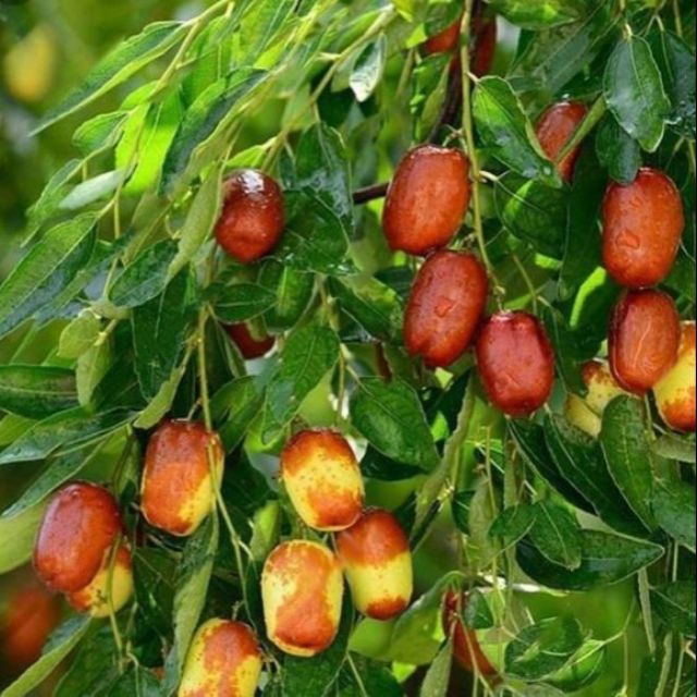 Cây hồng táo cao 1m4