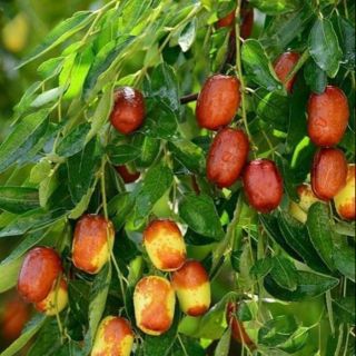 Cây hồng táo cao 1m4
