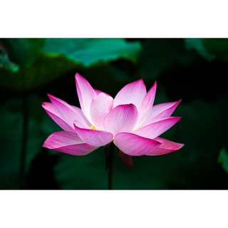 Combo 5 củ tulip