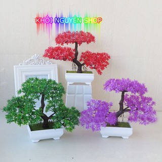 BON SAI MÂY THÔNG ĐỂ BÀN TRANG TRÍ ĐẸP DÀNH CHO DÂN VĂN PHÒNG  - HOA TRANG TRÍ PHÒNG KHÁCH ĐẸP