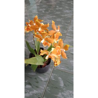 Vũ nữ năm mới cam