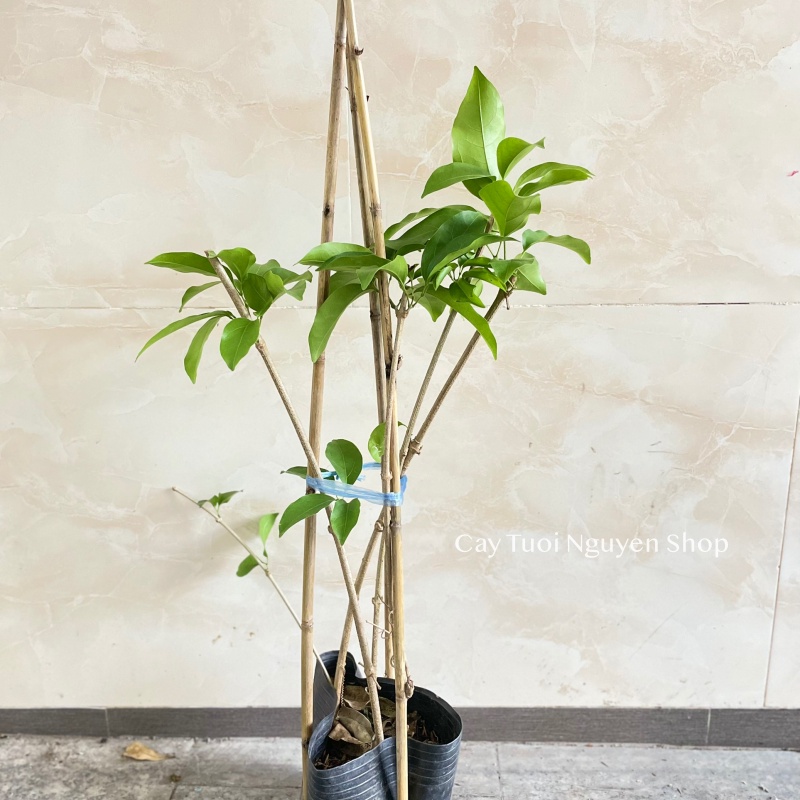 CÂY GIỐNG HOA LAN TỎI TÍM ,, leo giàn, mùi tỏi xua đuổi côn trùng, Hoa giống cảnh sân vườn, Cây Tươi Nguyên