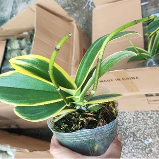 Hồ điệp lá biên.hồ điệp phát tài cốc 3.5 cây to 2 ngong
