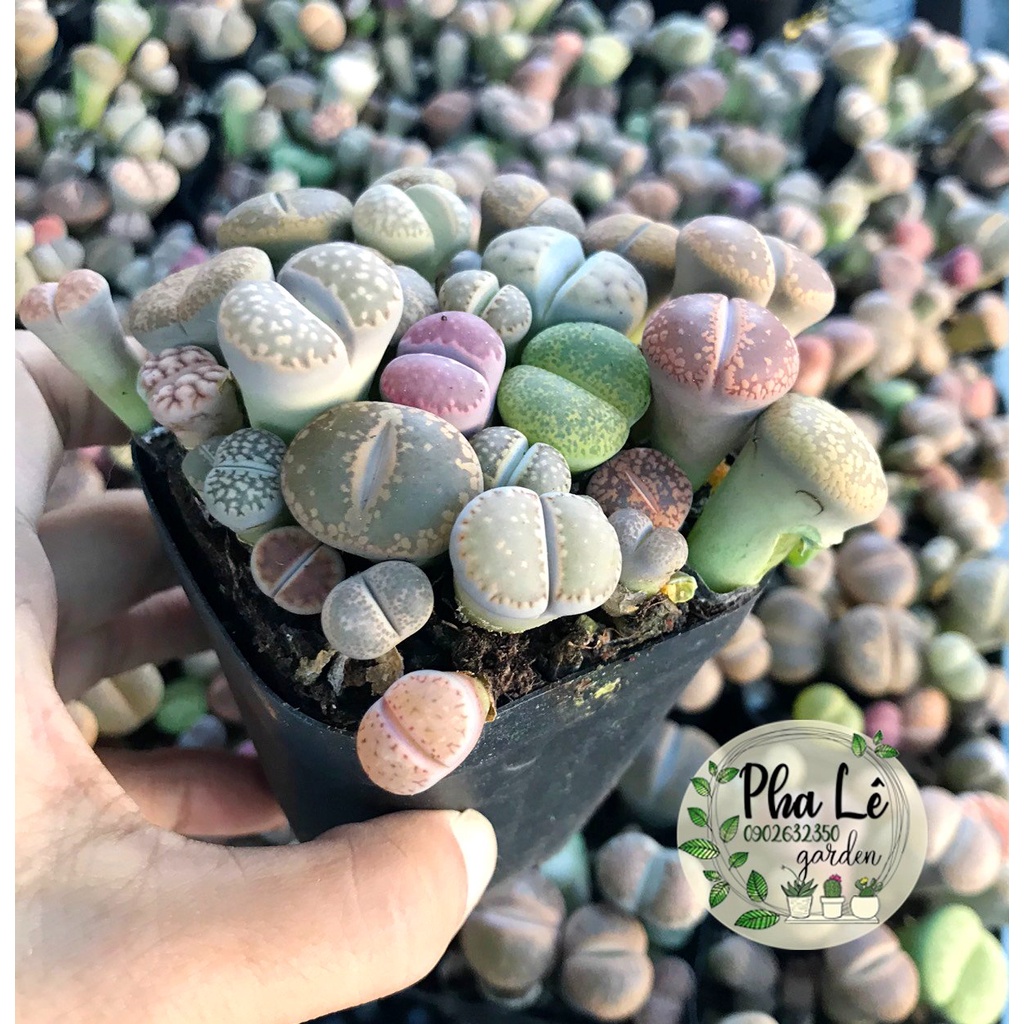 1 chậu sen mông mix đủ màu đủ vân/ lithops