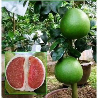 BƯỞI RUBY THÁI LAN