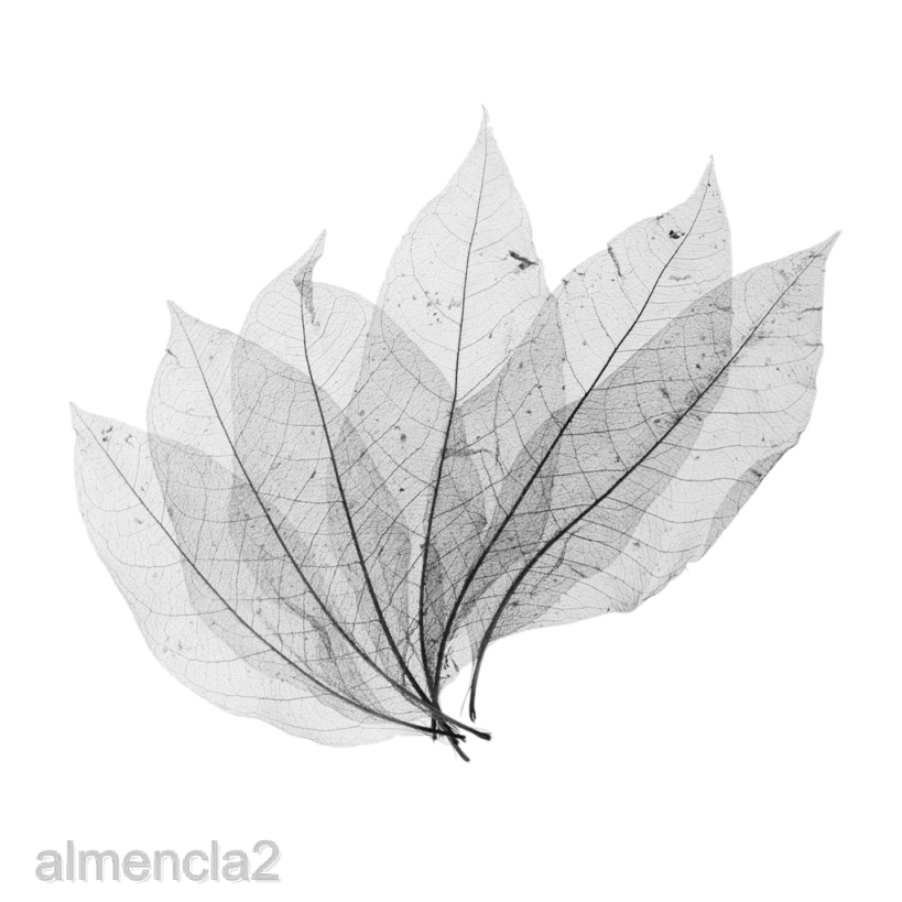 [ALMENCLA2] 100x Magnolia Skeleton Leaf Leaves for Scrapbook Craft Wedding Black Coffee