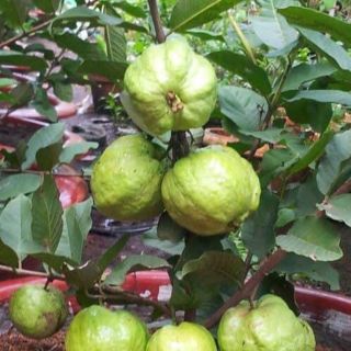 Cây giống ổi nữ hoàng