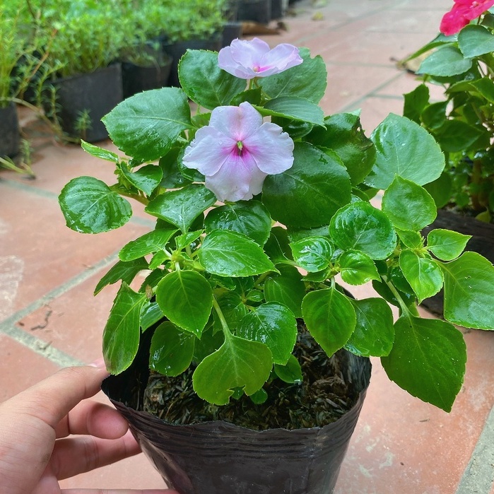 Cây hoa ngọc thảo  chiều cao 10-15 cây có nhiều nụ hoa nở đẹp lá xanh mướt, thích hợp trang trí ban công