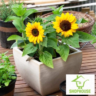 shophouse Hạt giống hoa hướng dương lùn 30 hạt  SHOP HOUSE  TẾT KHUYẾN MẠI