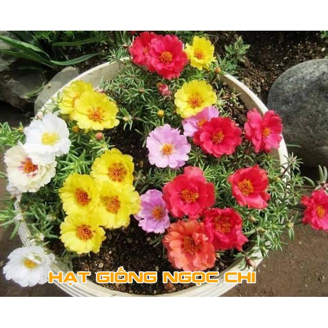 [Deal 1K Freeship] 400 Hạt Giống Hoa Mười Giờ Mỹ Kép MÀU ĐẸP NHẤT Túi Zip Trồng Thử Mùa Tết, Ban Công, Chậu Treo - 50H