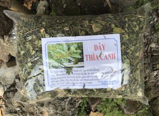 Dây thìa canh Hoà Bình - trị tiểu đường | BigBuy360 - bigbuy360.vn