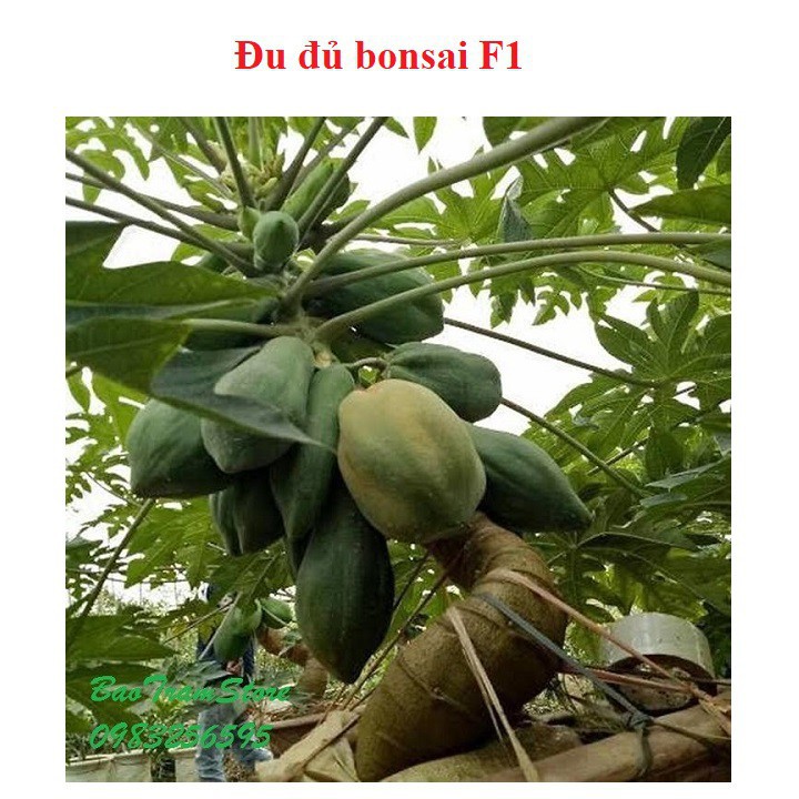 Bán buôn- Hạt giống đu đủ bonsai F1 gói 5 hạt xuất xứ Thái Lan hàng đẹp, nhập khẩu.