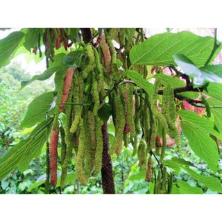 [Cây giống] Dâu trái dài - Dâu Tằm Đài Loan giống chuẩn - chiều cao 30-50cm