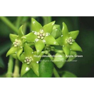 Cẩm cù hoa xanh - số 98